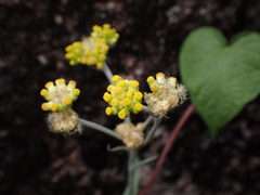 Pseudognaphalium affine, photograph (c) W Rao, some rights reserved (CC BY)