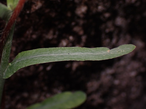 Pseudognaphalium affine, photograph 3