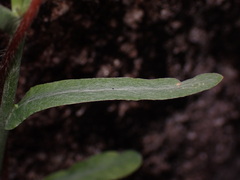 Pseudognaphalium affine, photograph (c) W Rao, some rights reserved (CC BY)