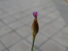 Petrorhagia nanteuilii