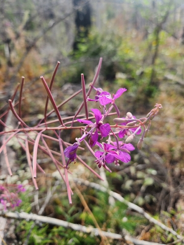 fireweed