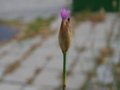 Petrorhagia nanteuilii