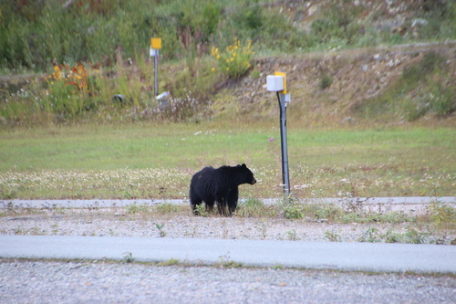Black Bear sighting near Squamish-Lillooet