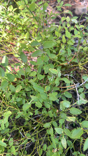 Grouse Whortleberry