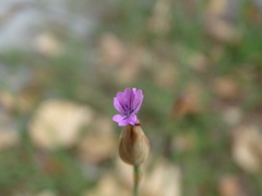 Petrorhagia nanteuilii