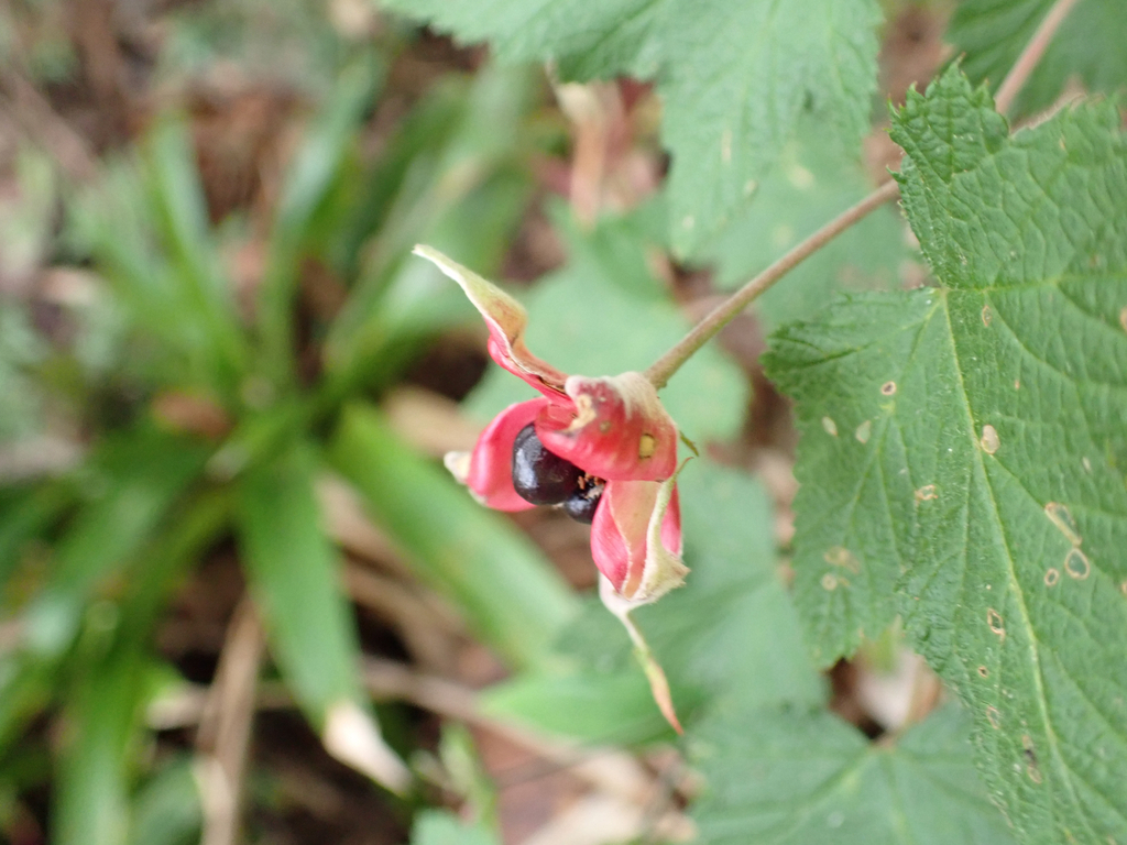 Rubus trilobus; photograph (c) birdzilla, some rights reserved (CC BY)