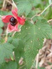 Rubus trilobus