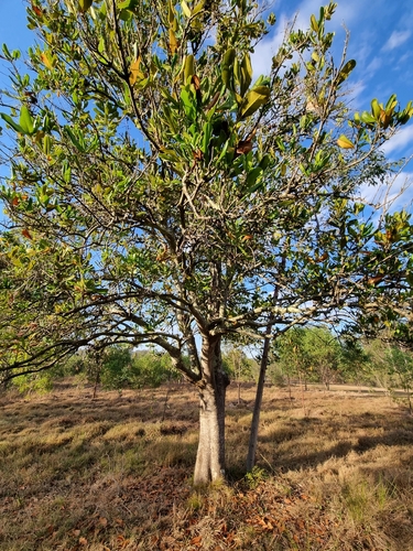 Macadamia ternifolia, photograph 1