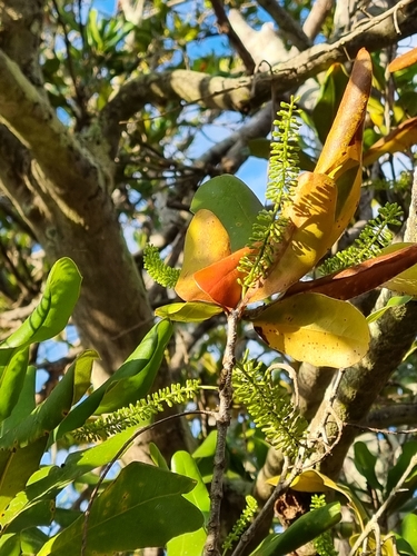 Macadamia ternifolia, photograph 2
