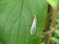 Perlodidae