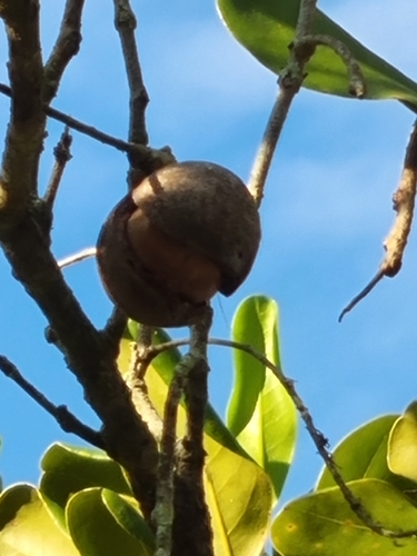 Macadamia ternifolia, photograph 3