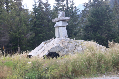 Black Bear sighting near Squamish-Lillooet