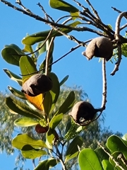 Macadamia ternifolia, photograph (c) Elizabeth Meier, some rights reserved (CC BY)