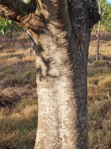 Macadamia ternifolia, photograph 5