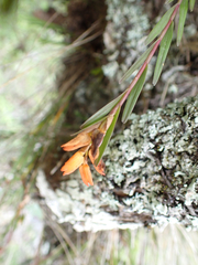 Isochilus aurantiacus