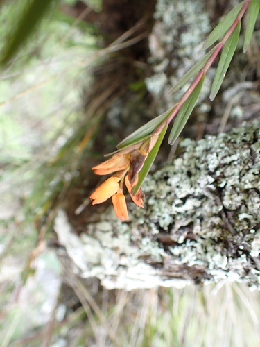 Isochilus aurantiacus, photograph 2