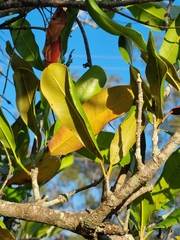 Macadamia ternifolia, photograph (c) Elizabeth Meier, some rights reserved (CC BY)
