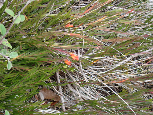 Isochilus aurantiacus, photograph 3