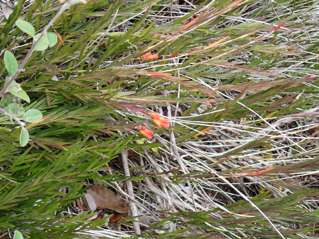 Isochilus aurantiacus; photograph (c) birdzilla, some rights reserved (CC BY)