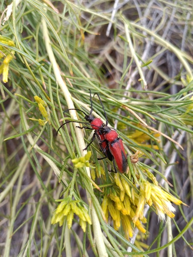 Red and Black Long-horned Beetle