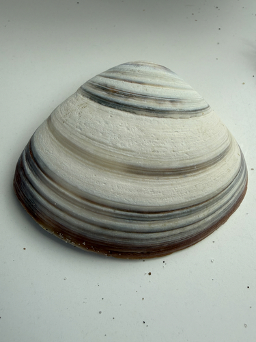 Mactra discors, 2026-08-30