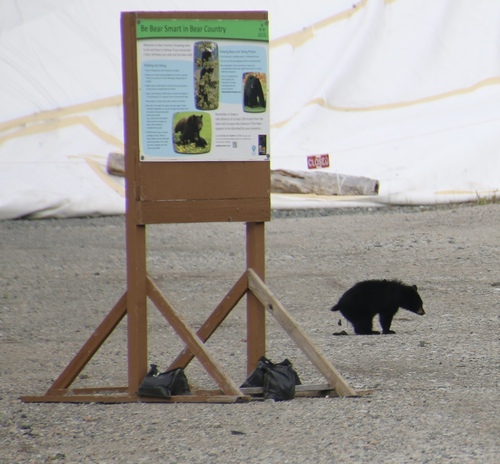 Black Bear sighting near Squamish-Lillooet