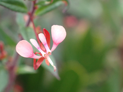 Lopezia racemosa