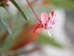 Lopezia racemosa, photograph (c) birdzilla, some rights reserved (CC BY)