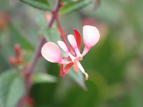 Lopezia racemosa, photograph 3