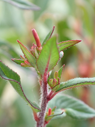 Lopezia racemosa, photograph 2