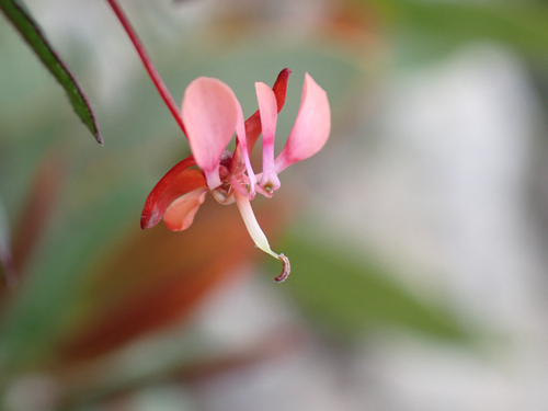 Lopezia racemosa, photograph 1