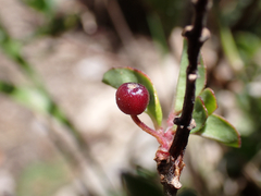 Fuchsia microphylla, photograph (c) birdzilla, some rights reserved (CC BY)