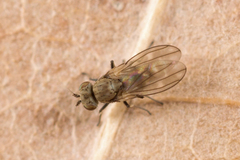 Scatophila