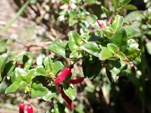 Fuchsia microphylla, photograph 2