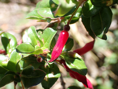 Fuchsia microphylla, photograph (c) birdzilla, some rights reserved (CC BY)