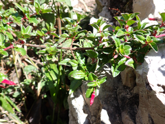 Fuchsia microphylla, photograph (c) birdzilla, some rights reserved (CC BY)