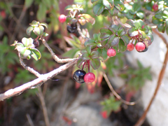 Fuchsia microphylla