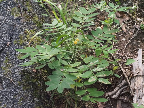 Senna marilandica, photograph 6