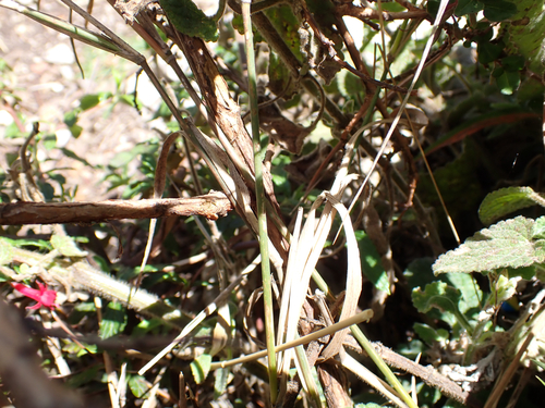 Fuchsia microphylla, photograph 4