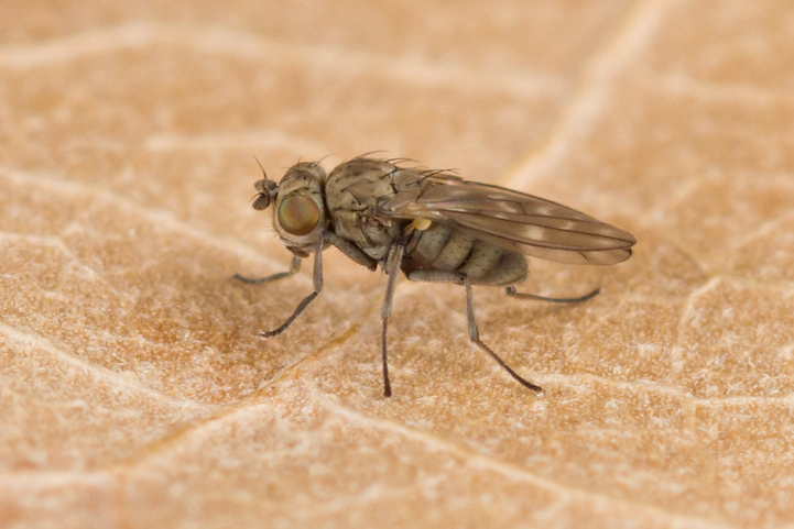 Scatophila