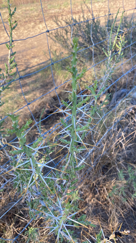 Christmas cholla