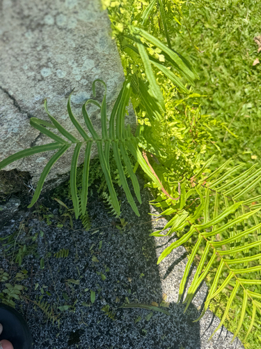 Pteris vittata observed 2026-09-05