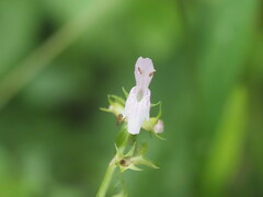 Stachys tenuifolia, photograph (c) Kevin Faccenda, some rights reserved (CC BY)
