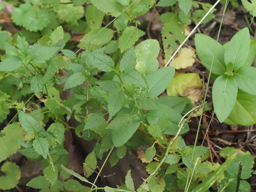 Stachys tenuifolia, photograph 5