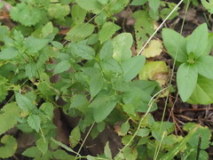 Stachys tenuifolia, photograph (c) Kevin Faccenda, some rights reserved (CC BY)