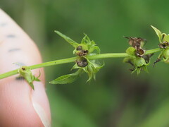 Stachys tenuifolia, photograph (c) Kevin Faccenda, some rights reserved (CC BY)