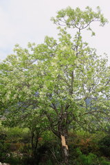 Fraxinus cuspidata