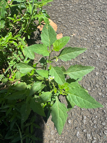 Solanum americanum observed 2026-09-05