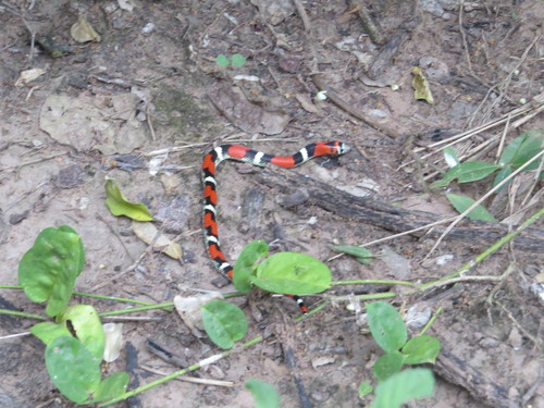 Photo of a Banded Hognose Snake (Xenodon pulcher)