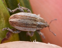Tychius parallelus